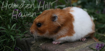 Fergie- Golden Tortoiseshell and White (Banded) Longhaired